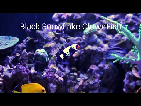 Black Snowflake Clownfish - Care Tips