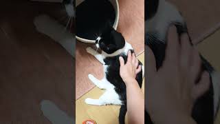 今朝の甘えん坊 #ねこ #cat #ねこのいる生活 #ねこ動画 #かわいい猫 #甘えん坊の猫