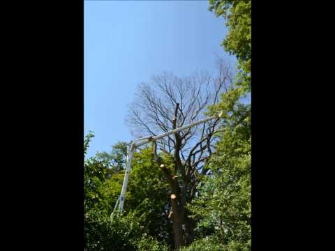 Dutch Elm Tree Removal - Part 1