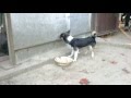 пёс кусает сам себя 