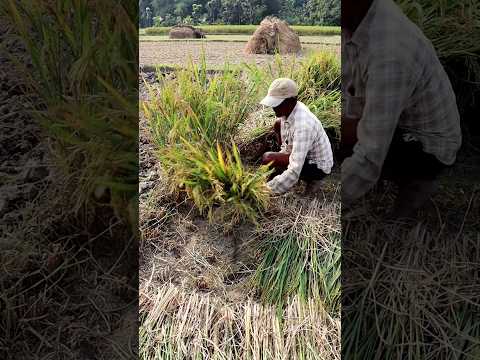 Finally, He Finished Paddy Harvesting #shorts