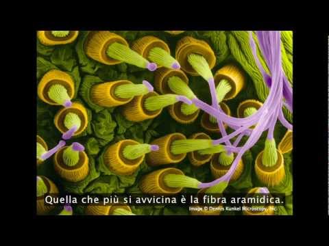 TEDItalia - Usare la genialità della natura in architettura: Michael Pawlyn