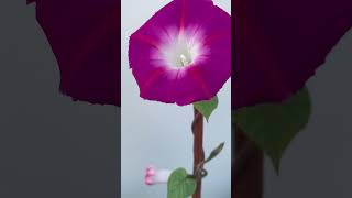 Morning glory 🌺grow from seeds