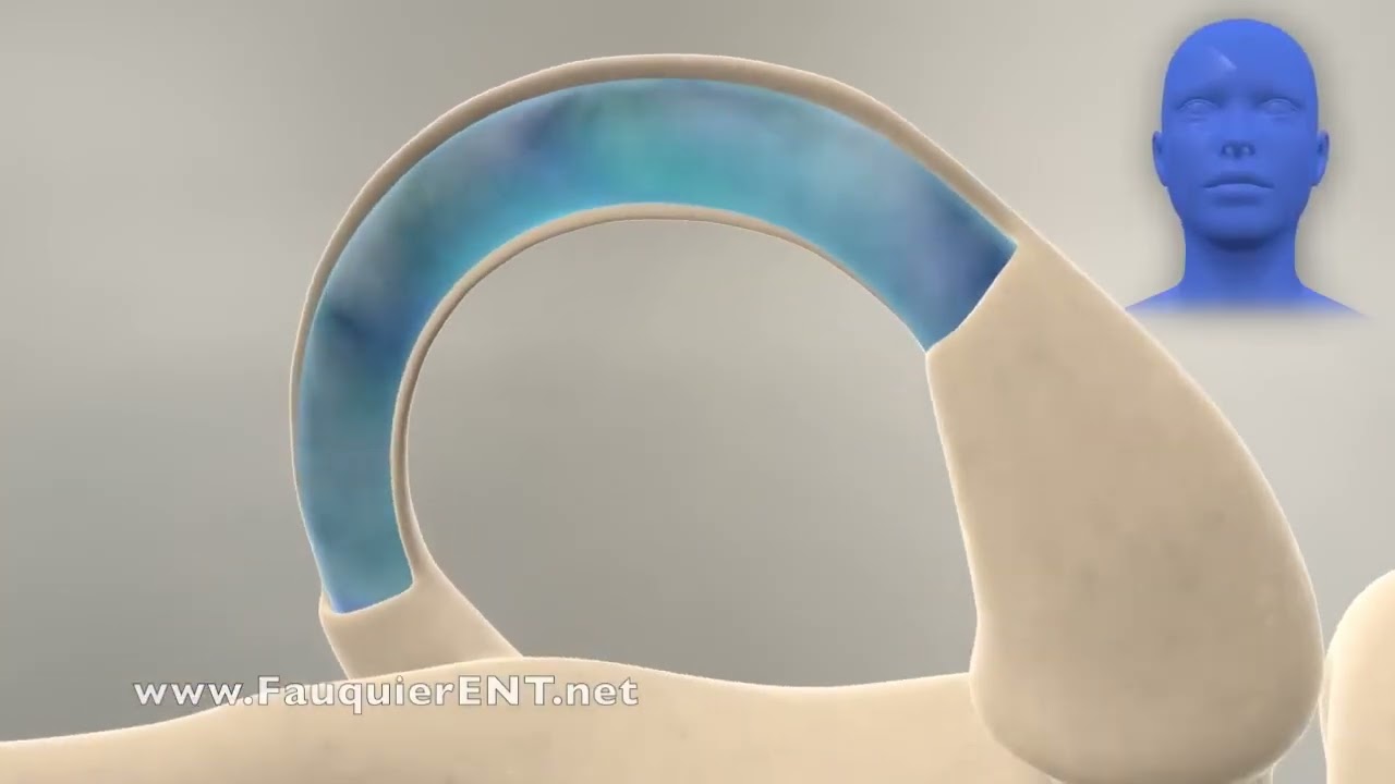 Cómo funciona el sistema de equilibrio del oído interno - Laberinto de los canales semicirculares