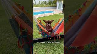DEVE OU NÃO DEVE MIMAR CACHORRO?