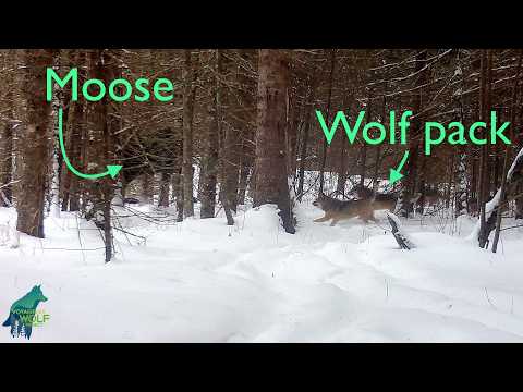 Big wolf pack chasing bull moose