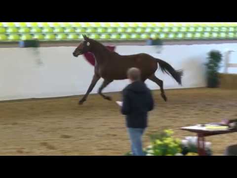 PBM Cosmopolitan, Freilaufwettbewerb Marbach SOLD