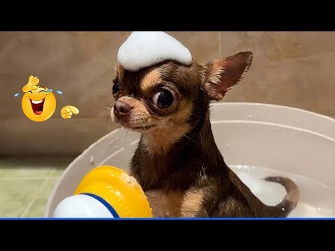 The Funniest Animal Videos Compilation 😹🐶 Cat and Dog Videos That Don't Disappoint You