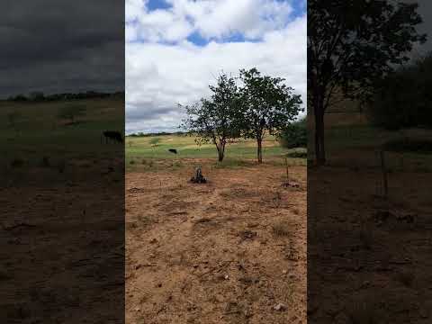 Sertão Pernambucano- Dormentes PE 15 08 2026