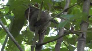 preview picture of video 'Филиппины, о. Бохоль, долгопят в парке (Philippines, Bohol, tarsier in the park)'