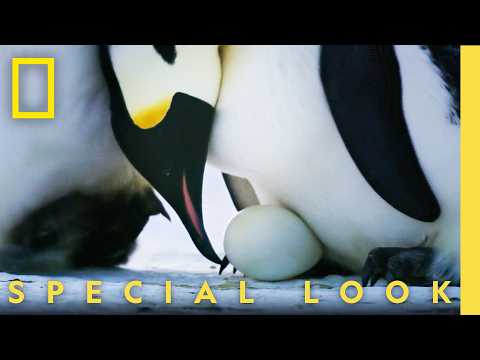 Never Before Seen Penguin Egg Transfer | Secrets of the Penguins | National Geographic