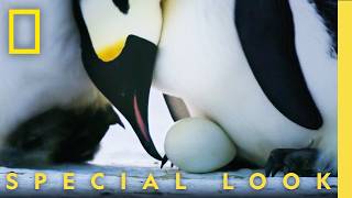 Download lagu Never Before Seen Penguin Egg Transfer | Secrets of the Penguins | National Geographic mp3 Download lagu Never Before Seen Penguin Egg Transfer | Secrets of the Penguins | National Geographic mp3