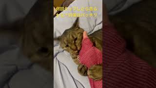 何回タップしたら怒るかな？対策バッチリにした #猫のいる暮らし #cat #猫好きさんと繋がりたい #ねこ動画