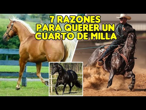 , title : 'CUARTO DE MILLA - LA RAZA ESTRELLA DE LAS AMÉRICAS #caballos #horses #cuartodemilla'