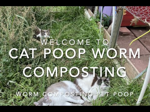 Cat Poop Worm Composting #composting #petpoop #cats