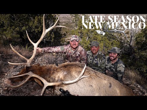 New Mexico Late Season Bulls