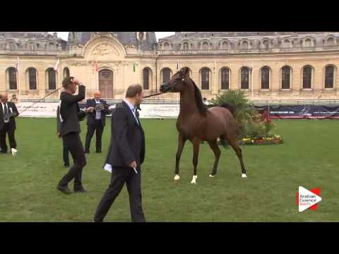 N.88 KOHINOUR DE CARTHEREY - Chantilly 2015 ABCE - Stallions 4 years old (Class 9)