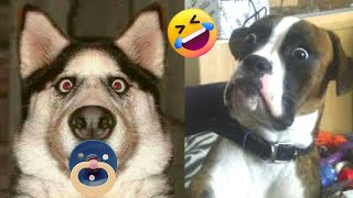 Cats and Dogs Funny Animals Playful Animals 2022