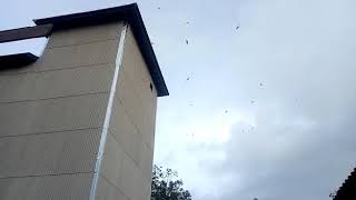 Download lagu Tes SP raja rimba mp3 Download lagu Tes SP raja rimba mp3