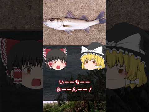 ヘッケルズ ディスカス (Symphysodon discus)