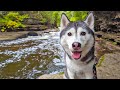My Dogs React To Their Dad S Favorite Waterfall