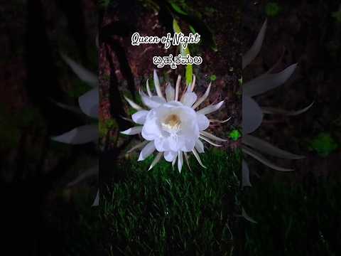 Do you know about this Flower🤔 #youtubeshorts #flower #homegarden #nature #love @ashveersworld