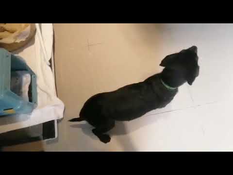 Adopt Mary’s Doggies - Zamir good with cats