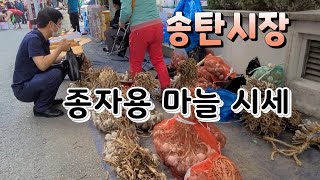 송탄시장 ~ 종자용 마늘 시장에선 가격이 얼마나 갈까? 종자마늘 구입
