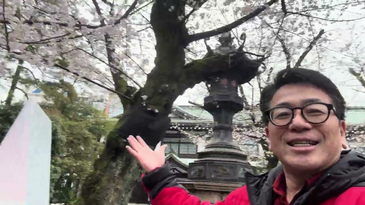【Sakura】Japanese Beauty Sakura n Yasukuni Shrine 靖国神社の桜満開