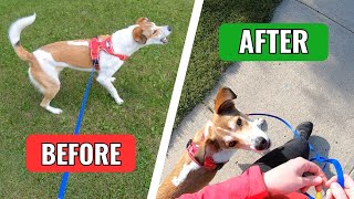 Too Reactive to Walk? Watch This Rescue Dog’s Transformation!