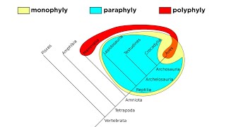 Cladistics Part 2: Monophyly, Paraphyly, and Polyphyly