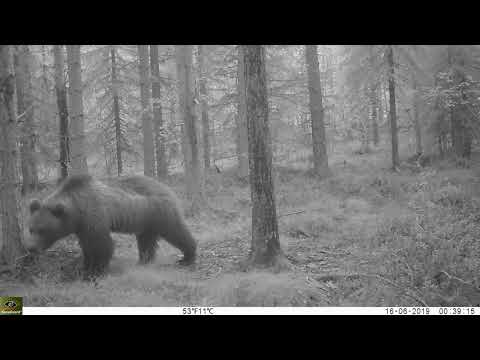 Åtelkamera Keepguard KG695 30MP HD, björn filmad i Norrland!