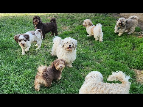 Sweetwood Havanese