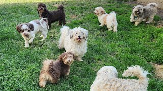 My Havanese family!