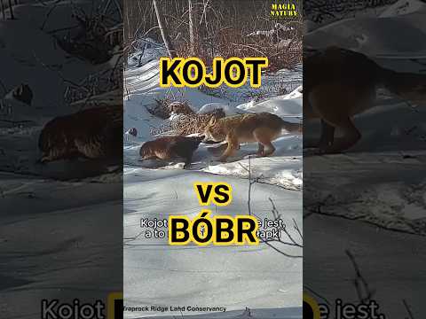 Atak Kojota na Bobra