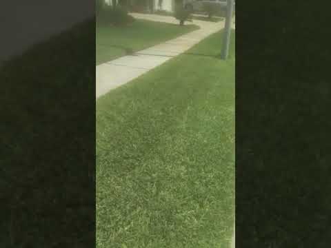 User submitted video