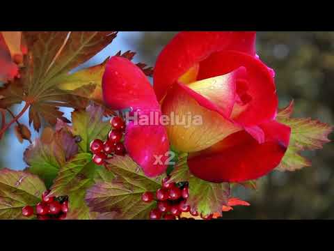 Opwekking 506 Zing het lied 1B