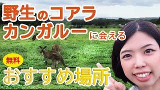 野生のコアラカンガルーに会えるおすすめの場所【ブリスベンマザーズ】