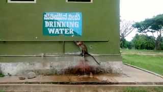 preview picture of video 'Monkey drinking water from the tap and Shitting afterwards'