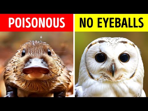 The Wildest Animal Facts You've Never Heard Of
