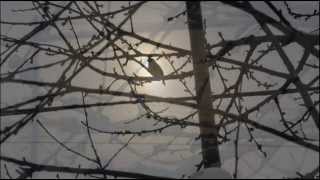 In My Room :Walker Brothers / 孤独の太陽