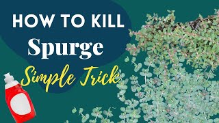 How to Kill Spurge - Simple Trick
