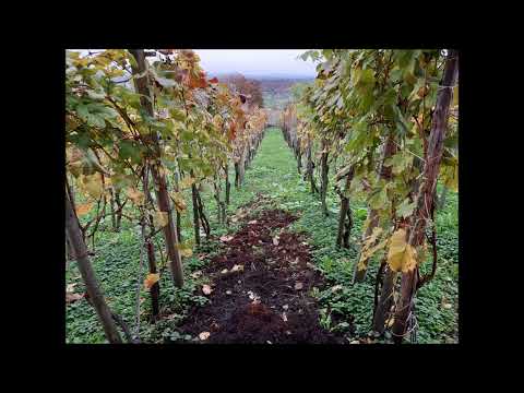 "Jesenska pesma", V. Stojanov-solisti OŠ"Milan Rakić" NBG