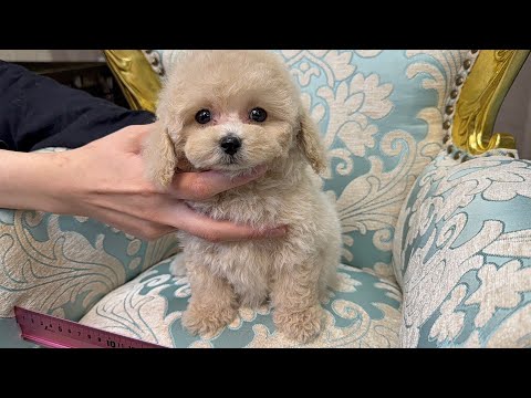 YouTube動画のサムネイル