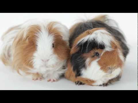 download lagu mp3 mp4 Bark Magazine Submissions, download lagu Bark Magazine Submissions gratis, unduh video klip Bark Magazine Submissions