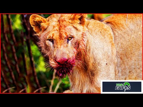 TOP 10 FUGAS DO ZOOLÓGICO