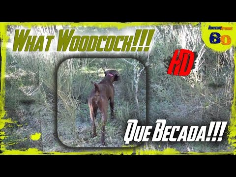 CAZA de BECADA con PERRO de MUESTRA #4 | WOODCOCK HUNTING with POINTING DOG