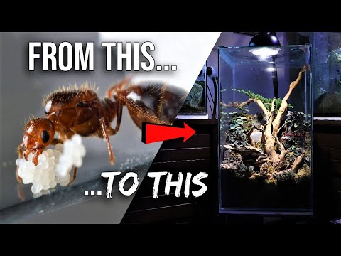 How to Raise an Ant Colony 101 | The Ultimate Guide to Keeping Pet Ants