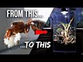 How To Raise An Ant Colony 101 The Ultimate Guide To Keeping Pet Ants