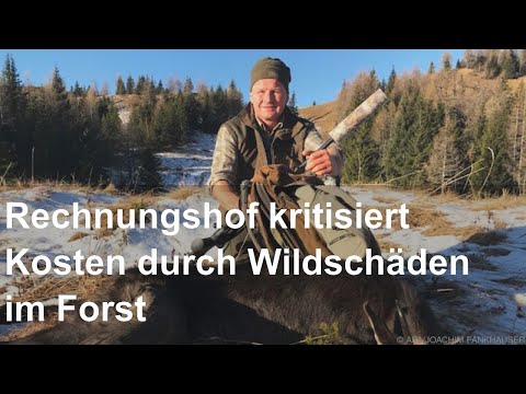 Rechnungshof kritisiert Kosten durch Wildschäden im Forst